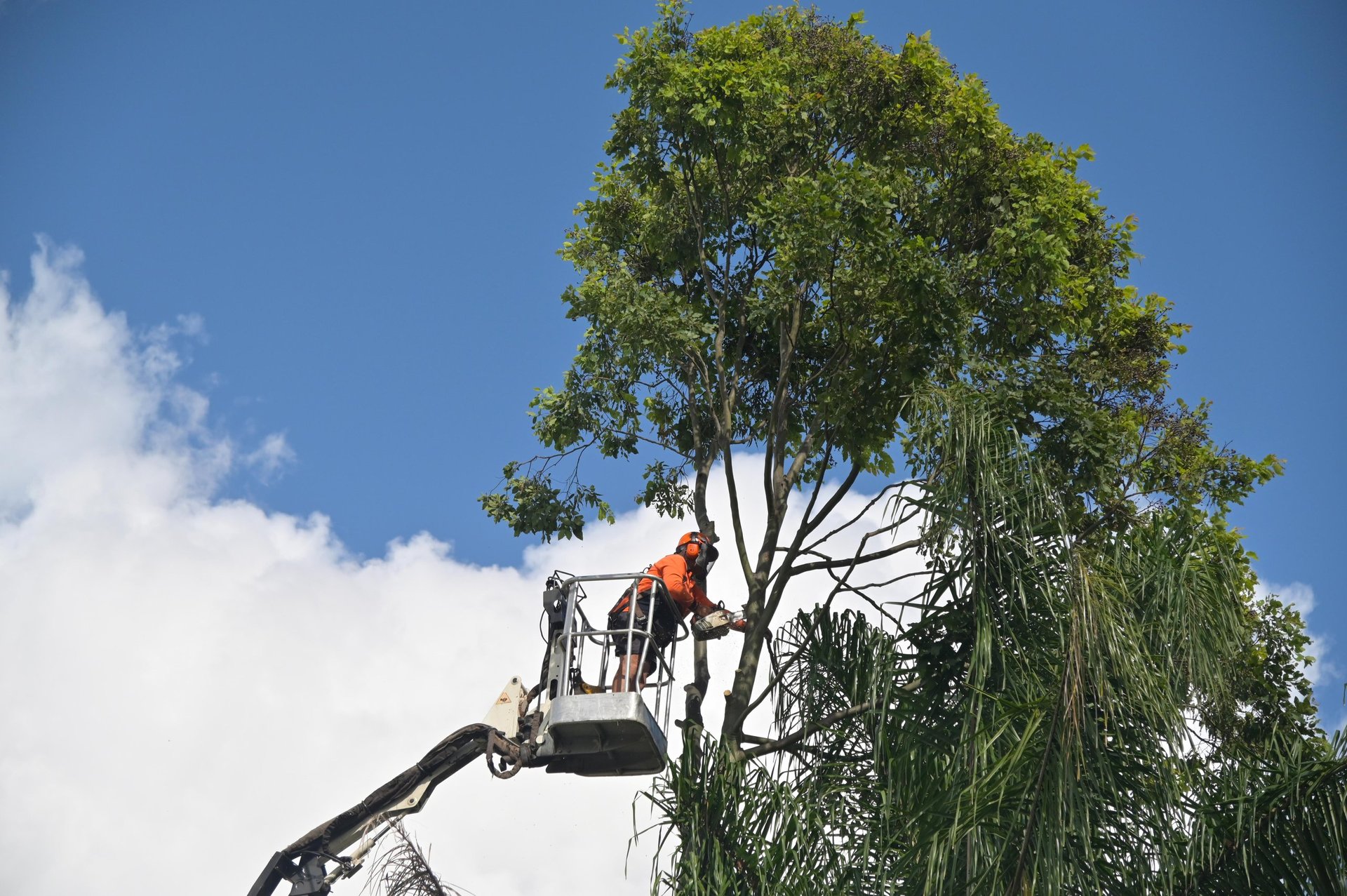 Arborists cutting branch of a tree with chainsaw using truck-mounted lift. Arborists is tree care professional who trained and certified to provide specialized care for trees.