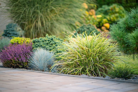 Lush garden beds with vibrant flowers and ornamental landscaping